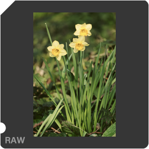 RAW sample