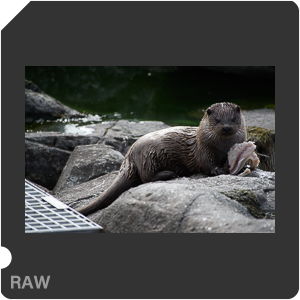 Nikon D7500 + AF-P DX Nikkor 70-300mm f/4.5-6.3G ED. Примеры RAW файлов