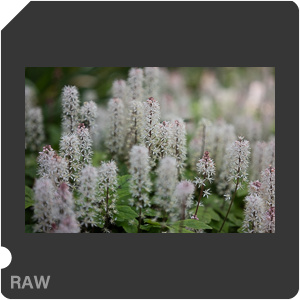 RAW sample