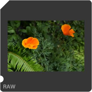 RAW sample