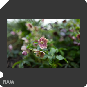RAW sample
