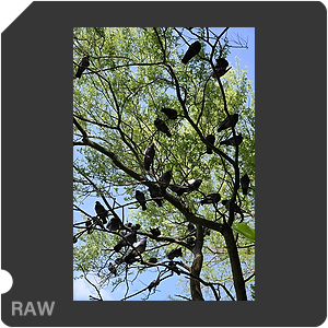 RAW sample