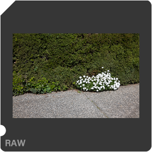 RAW sample