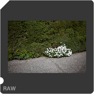 RAW sample