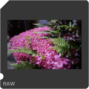 RAW sample