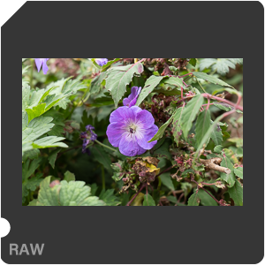 RAW sample