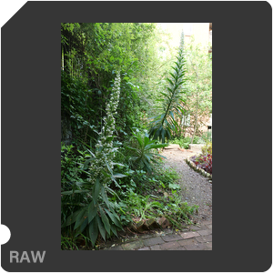 RAW sample