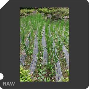 RAW sample