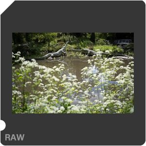 RAW sample