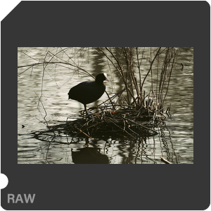 RAW sample