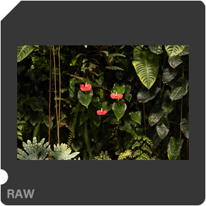 RAW sample