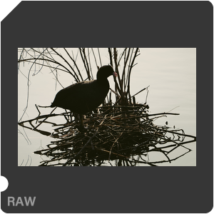 RAW sample
