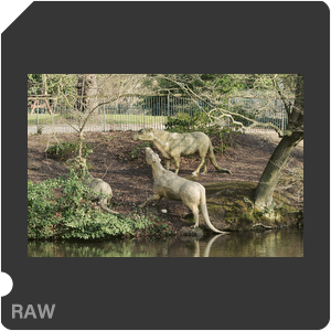 RAW sample