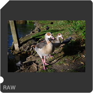 RAW sample