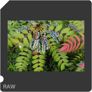 RAW sample