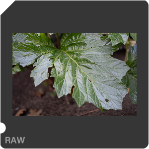 RAW sample