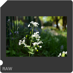 RAW sample