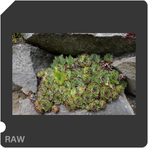 RAW sample