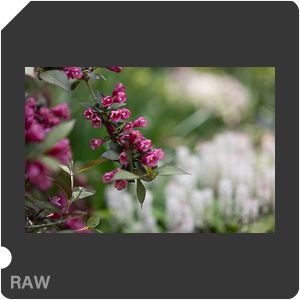 RAW sample