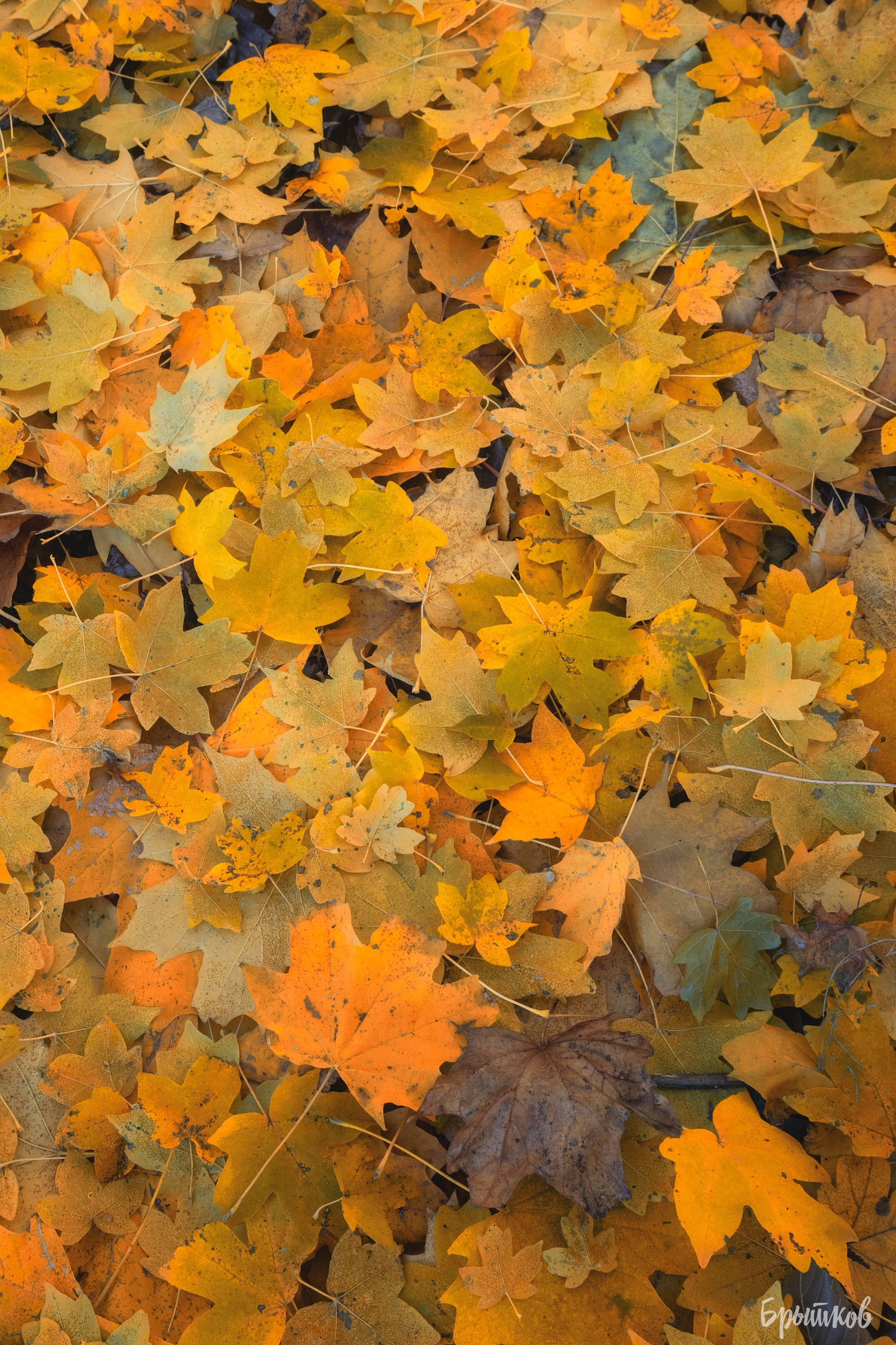 Платовский парк. Николай Брытков — фотограф в Туле
