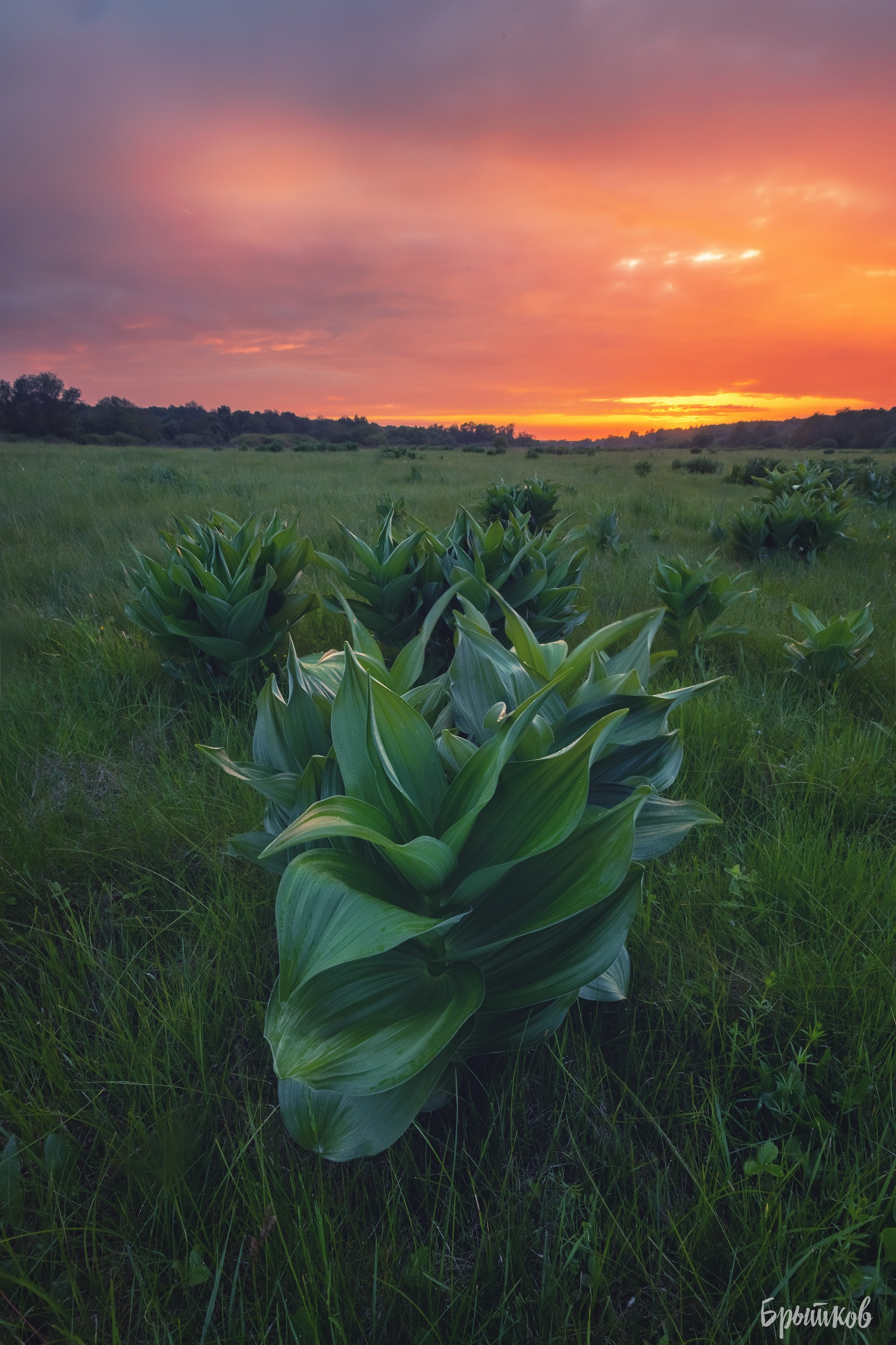 Чемерица Лобеля. Николай Брытков — фотограф в Туле