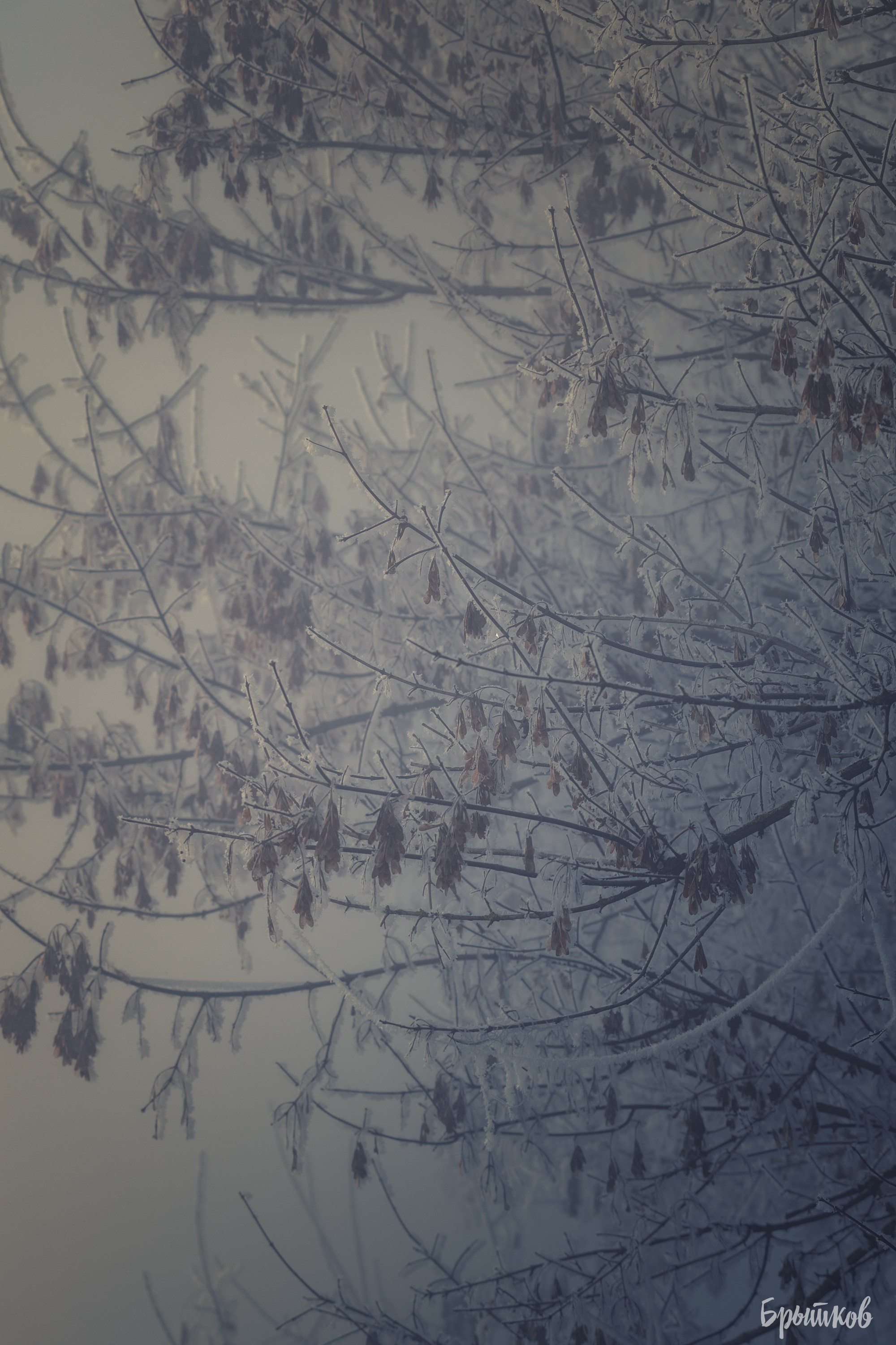 Горячка — хрустальное царство. Николай Брытков — фотограф в Туле