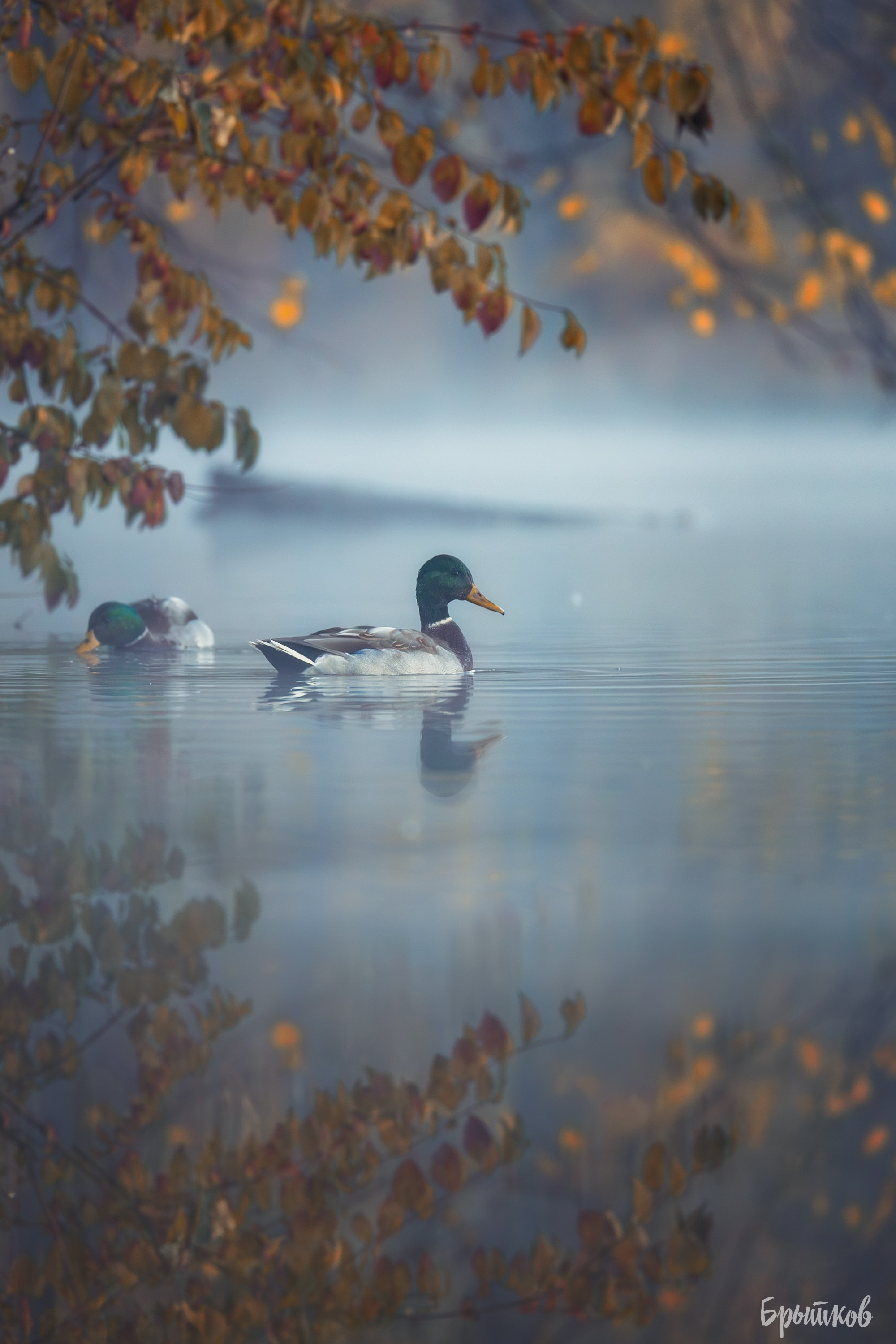 Платовский парк. Николай Брытков — фотограф в Туле