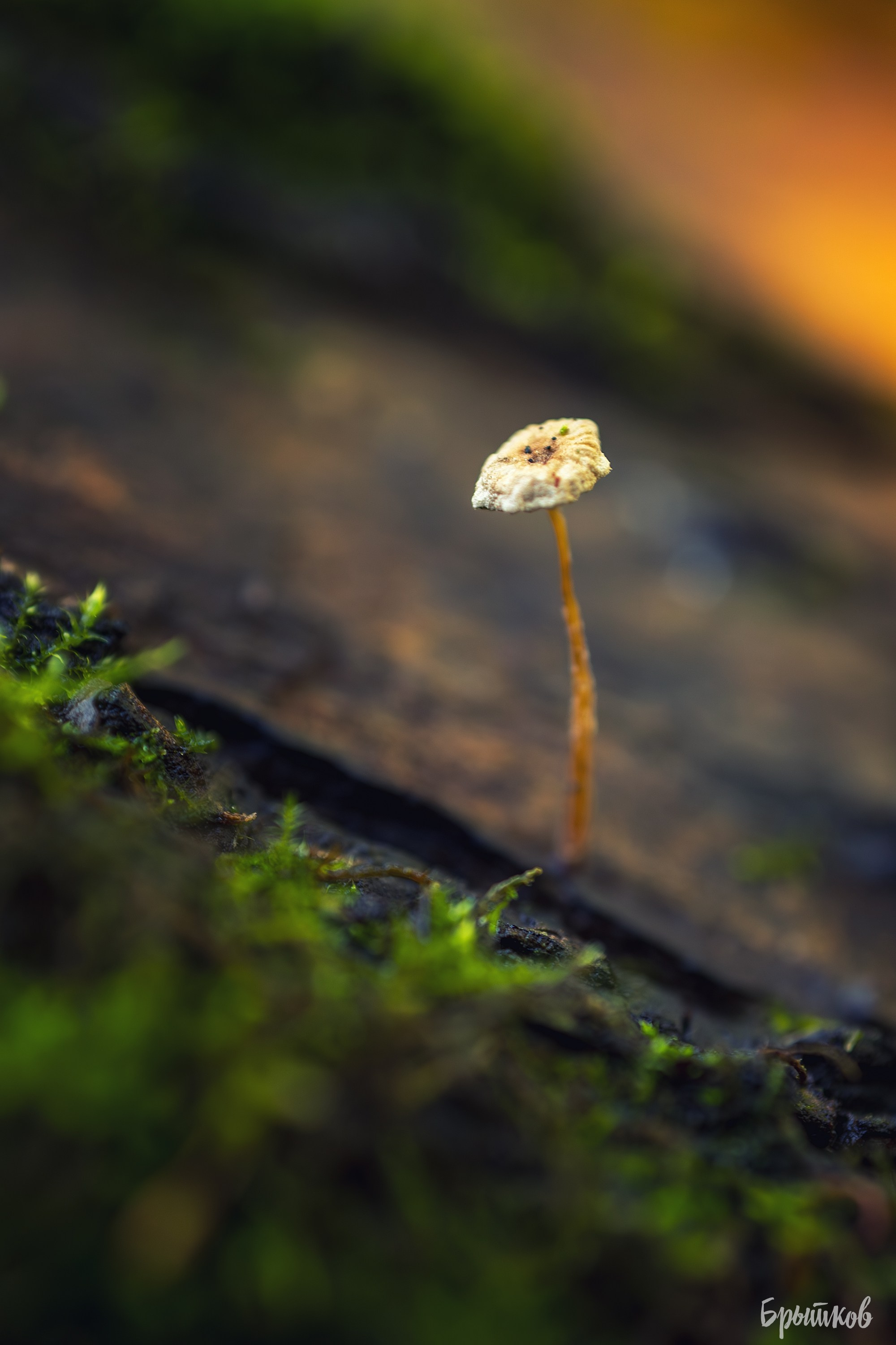 Краски осени. Макро. Николай Брытков — фотограф в Туле