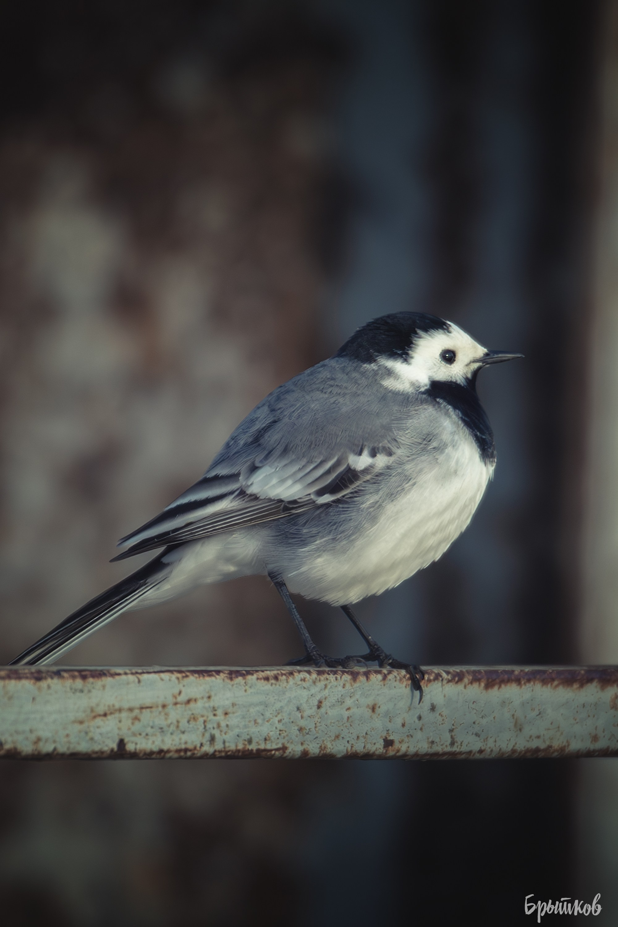 Дом Мосоловых в Дубне: удивительное рядом. Николай Брытков — фотограф в Туле