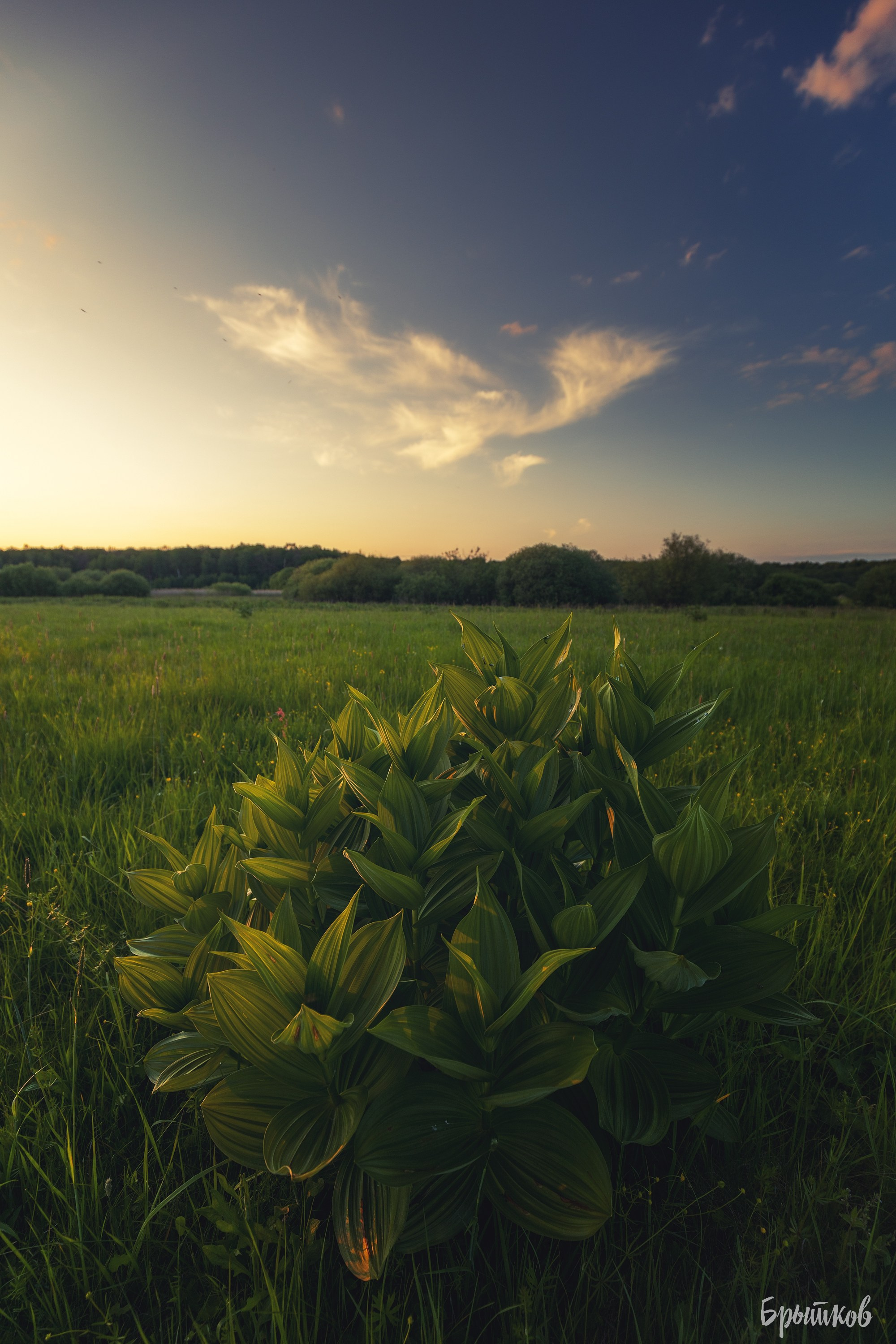 Чемерица Лобеля. Николай Брытков — фотограф в Туле