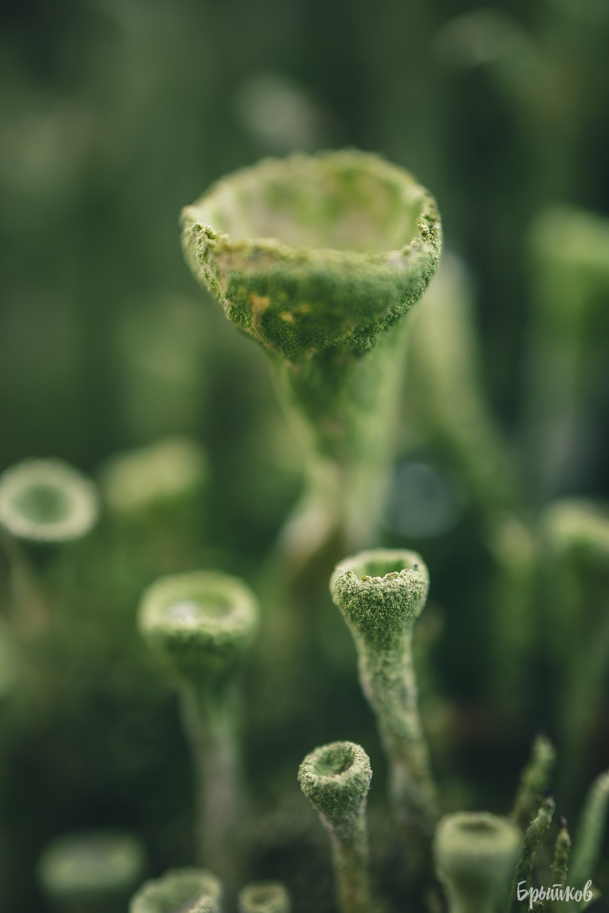 Краски осени. Макро. Николай Брытков — фотограф в Туле