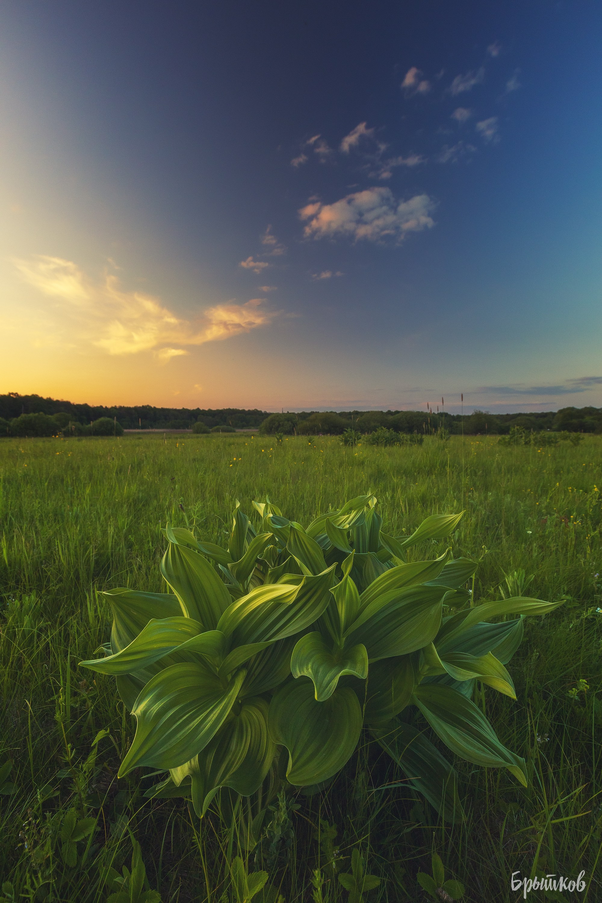 Чемерица Лобеля. Николай Брытков — фотограф в Туле