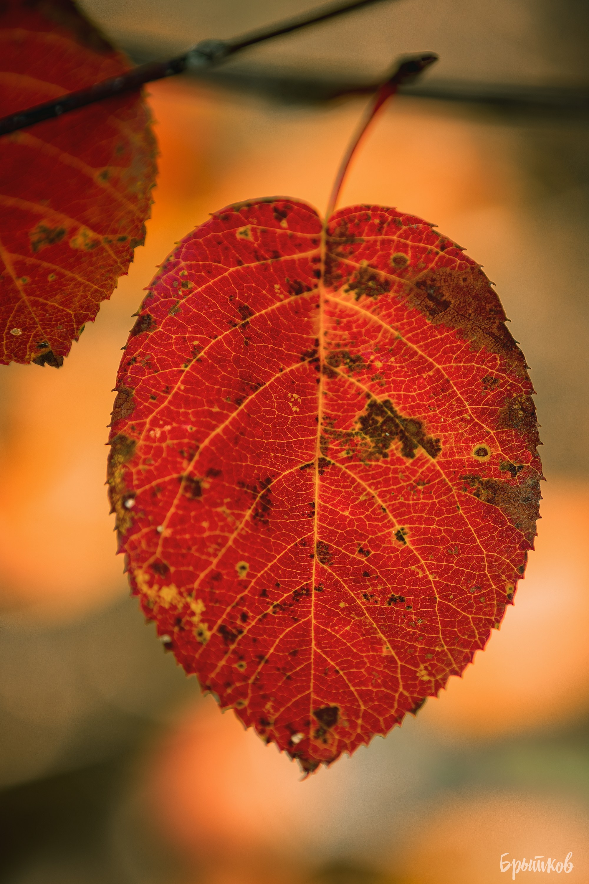 Краски осени. Макро. Николай Брытков — фотограф в Туле