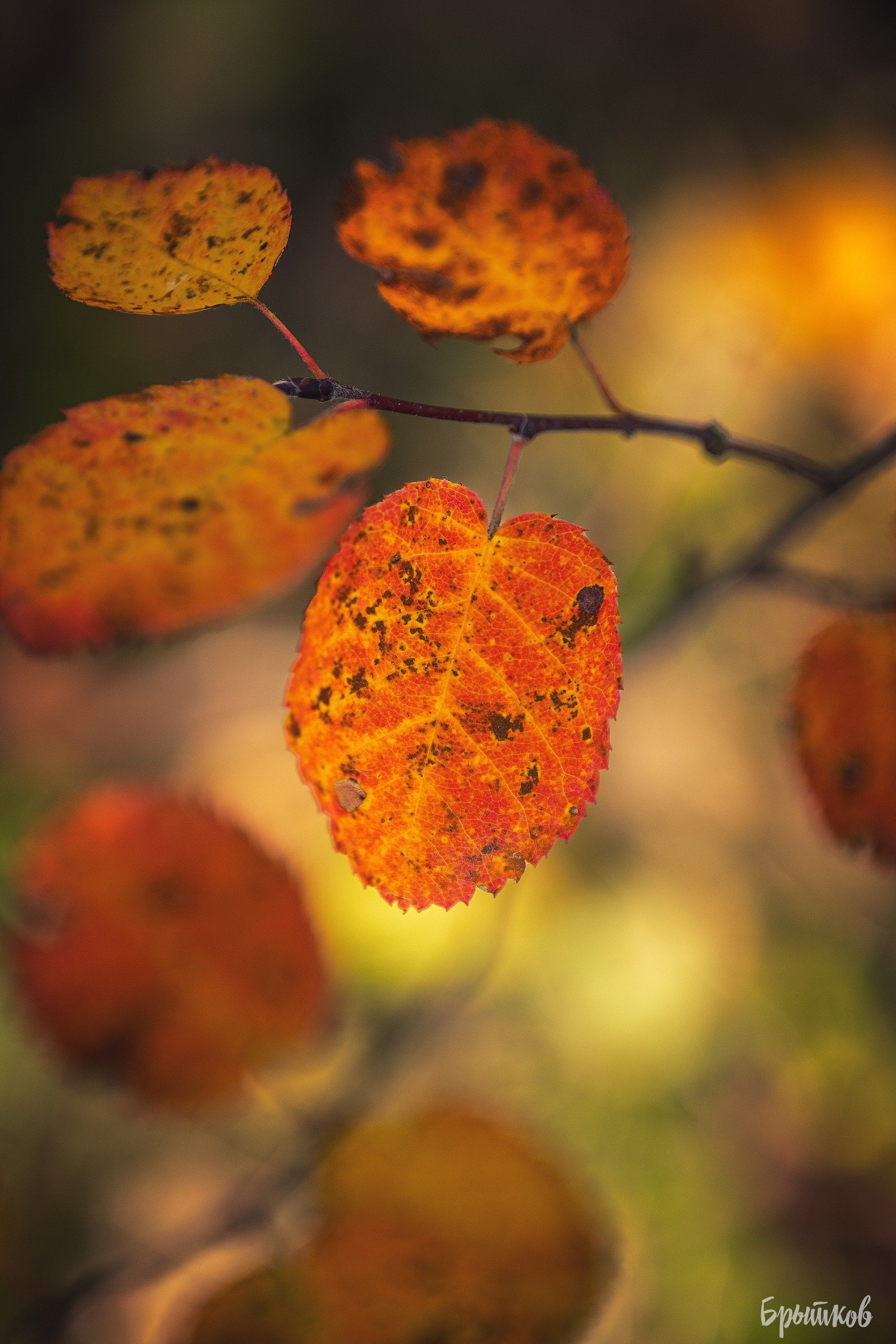 Краски осени. Макро. Николай Брытков — фотограф в Туле