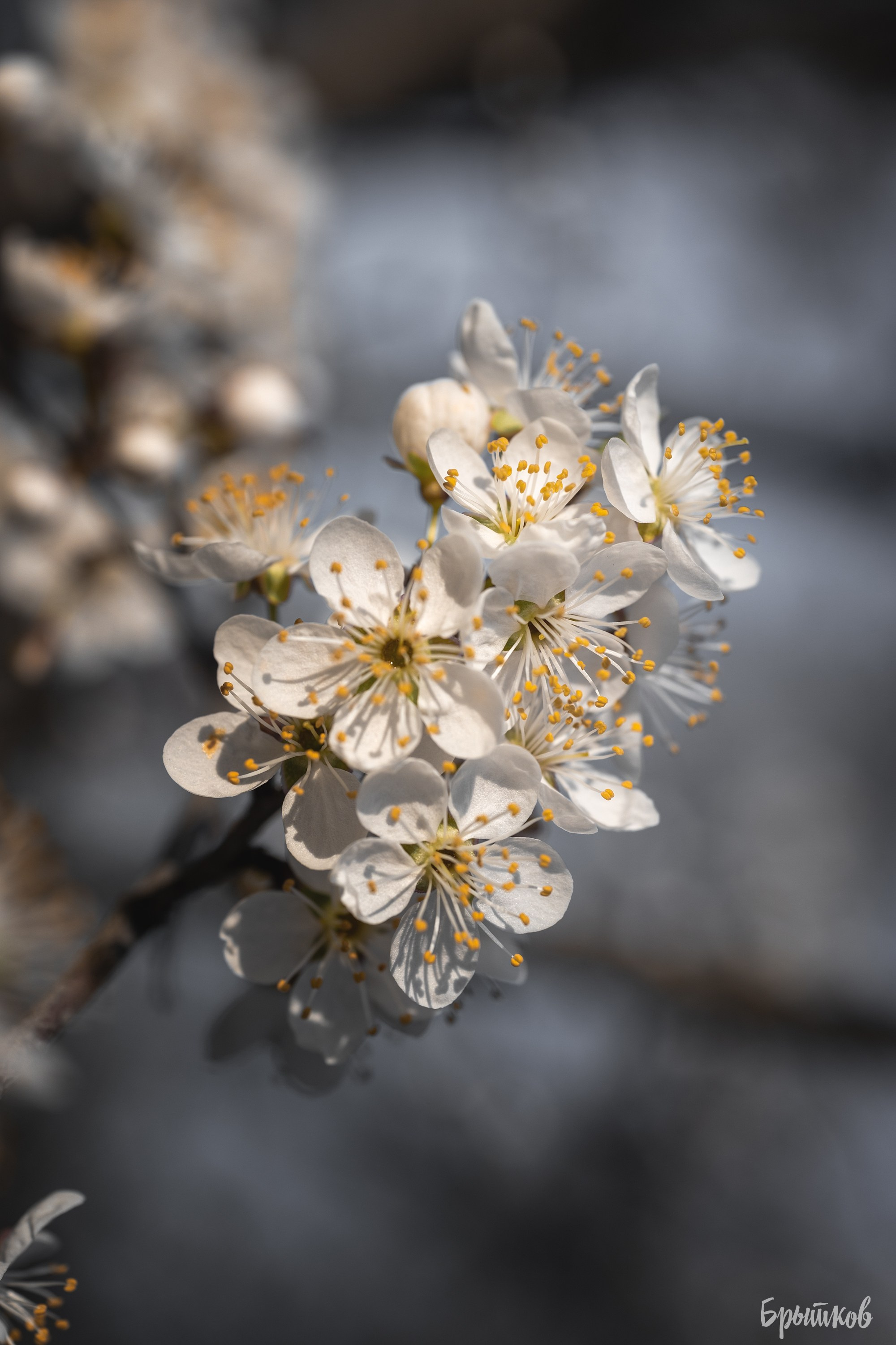 Вишня. Николай Брытков — фотограф в Туле