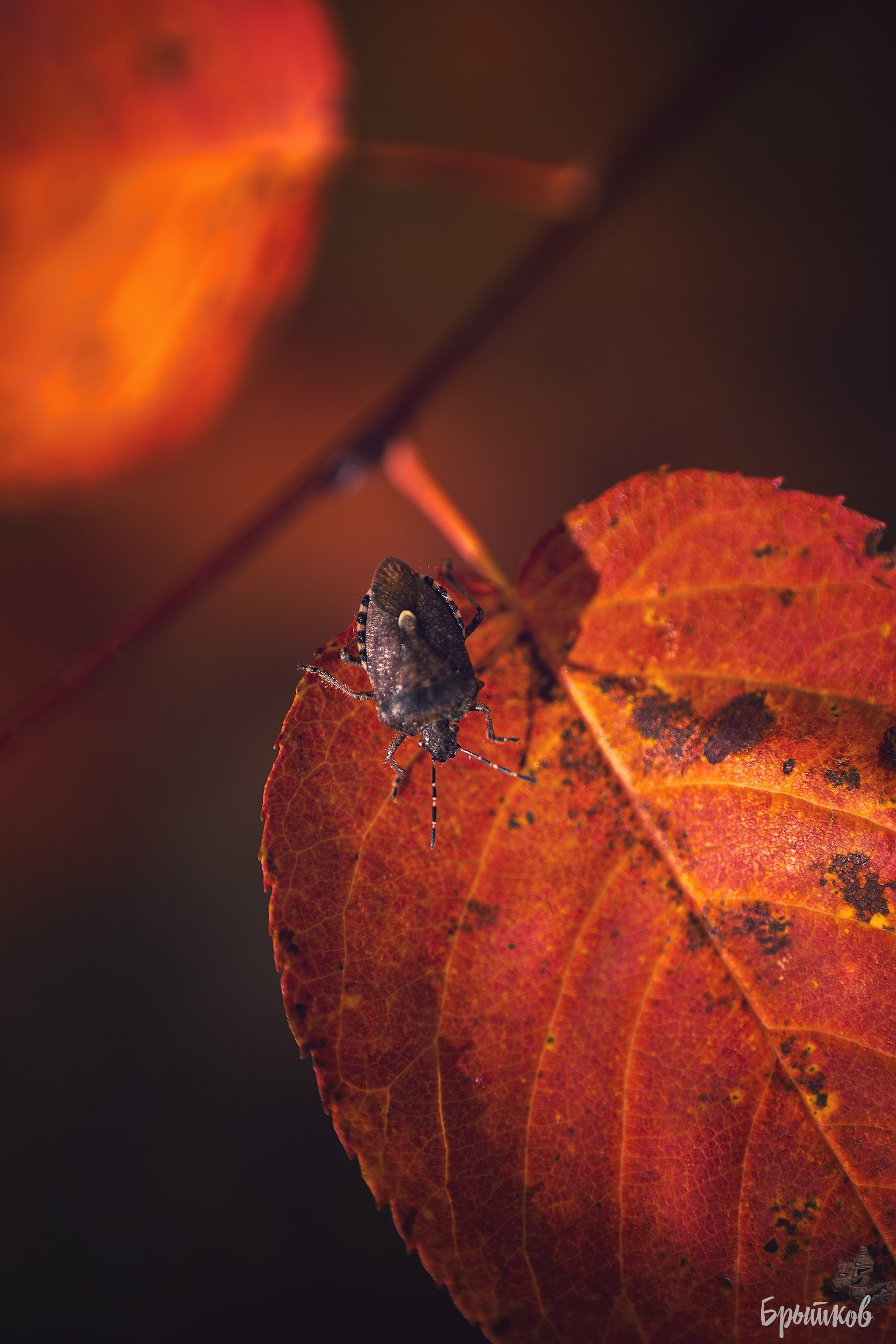 Краски осени. Макро. Николай Брытков — фотограф в Туле