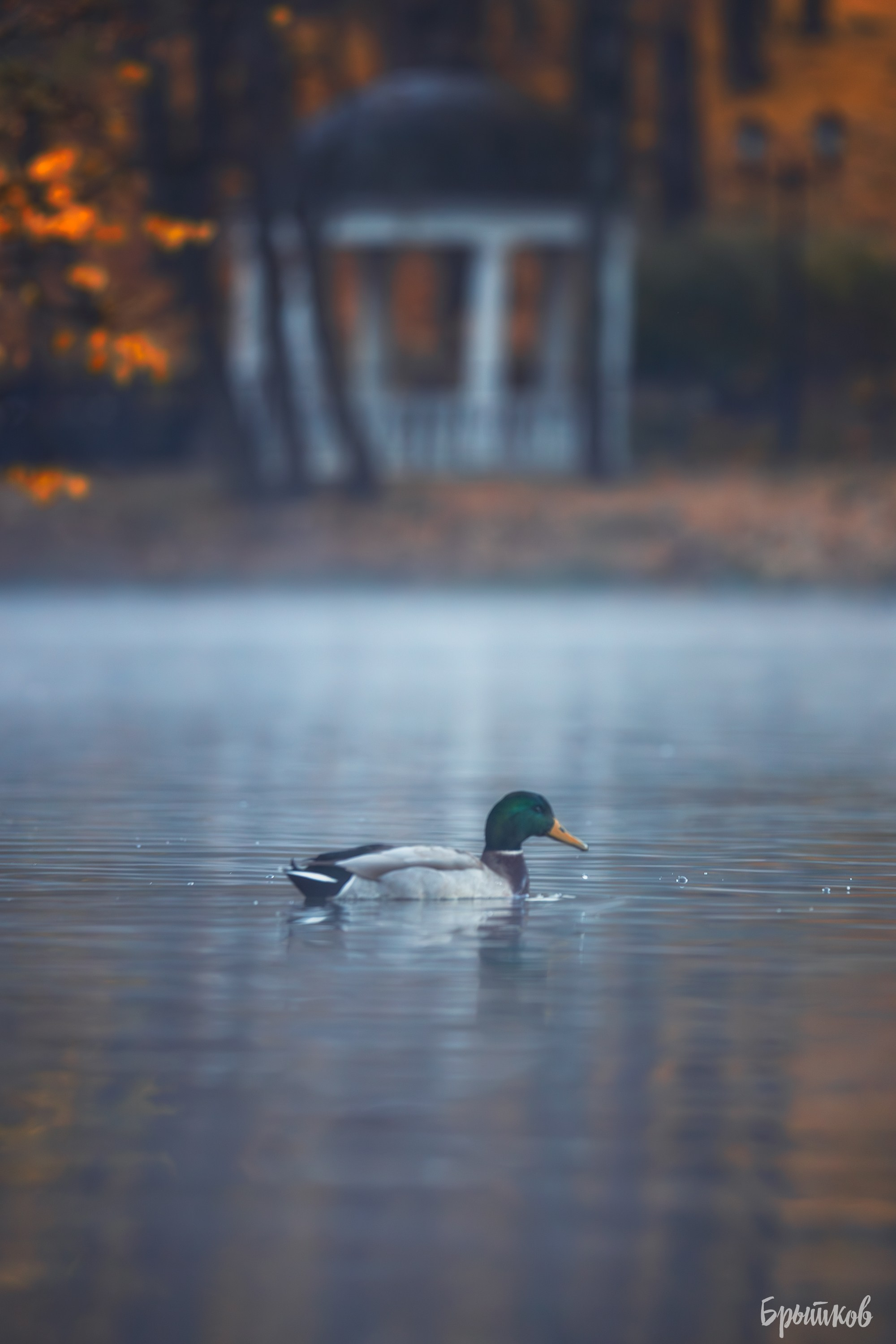 Платовский парк. Николай Брытков — фотограф в Туле