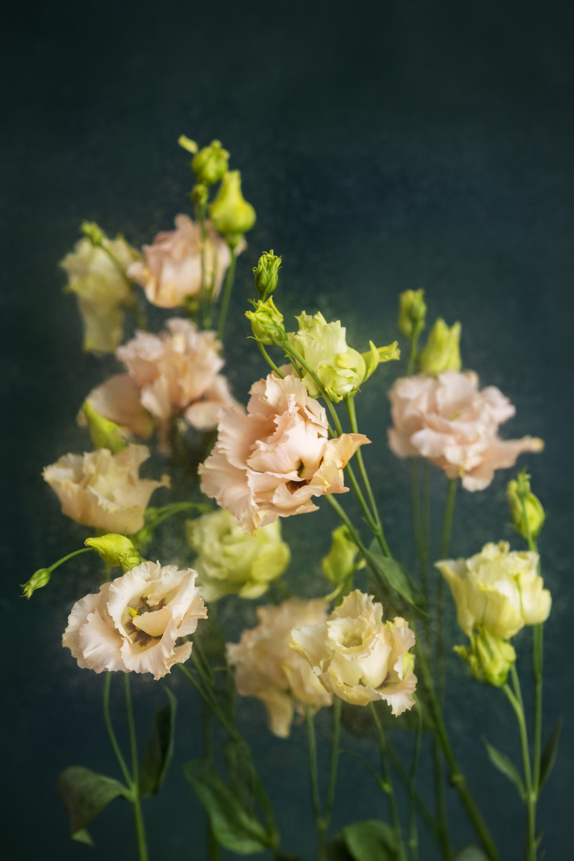 Botanical Still Lifes. Author’s fine art prints with international delivery