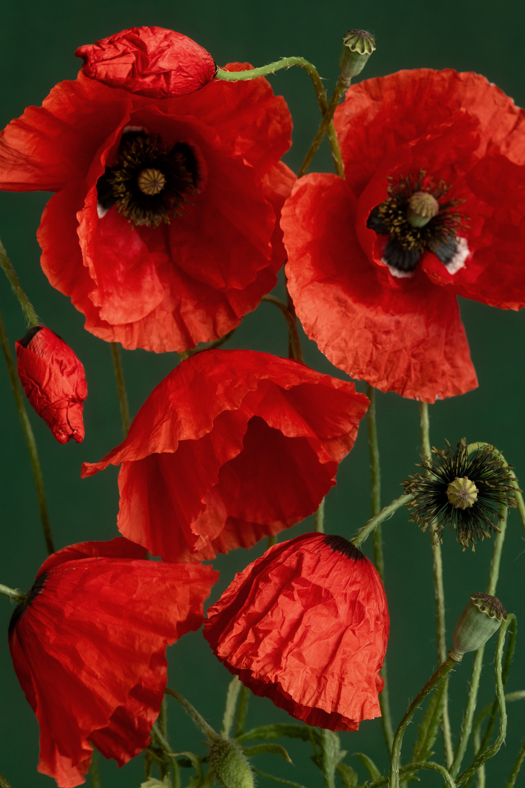 Botanical Still Lifes. Author’s fine art prints with international delivery