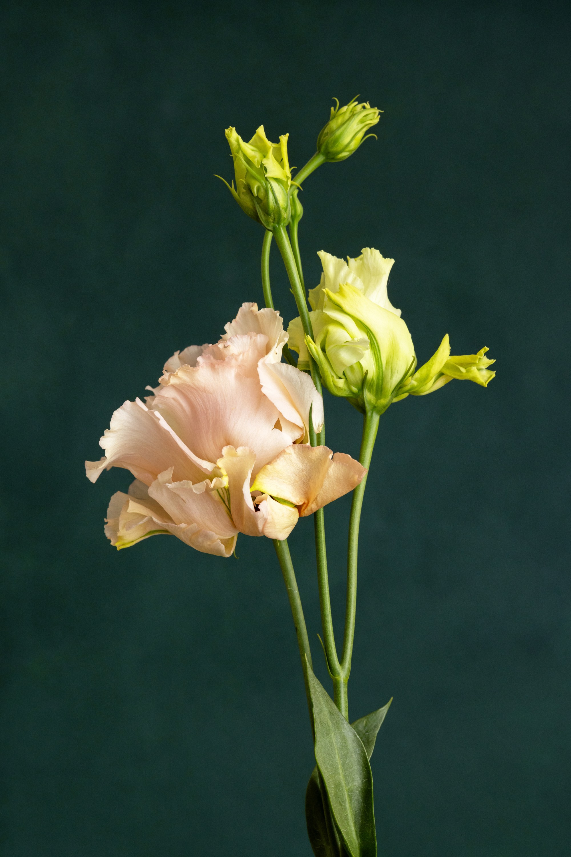 Floral Portraits. Author’s fine art prints with international delivery