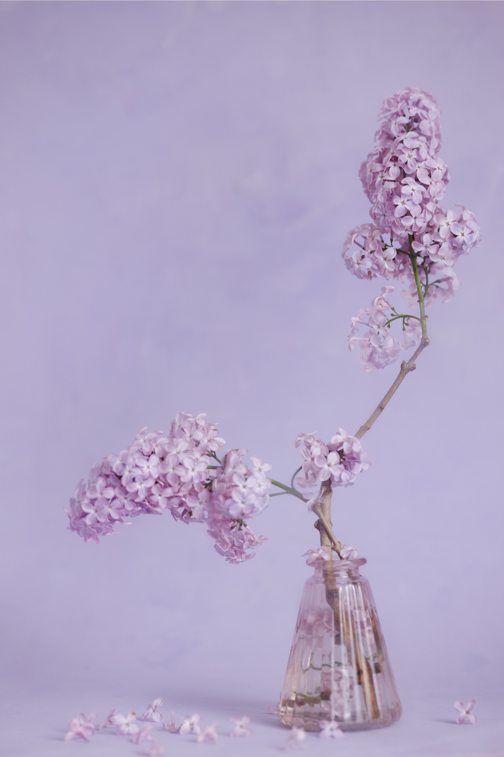 Botanical Still Lifes. Author’s fine art prints with international delivery