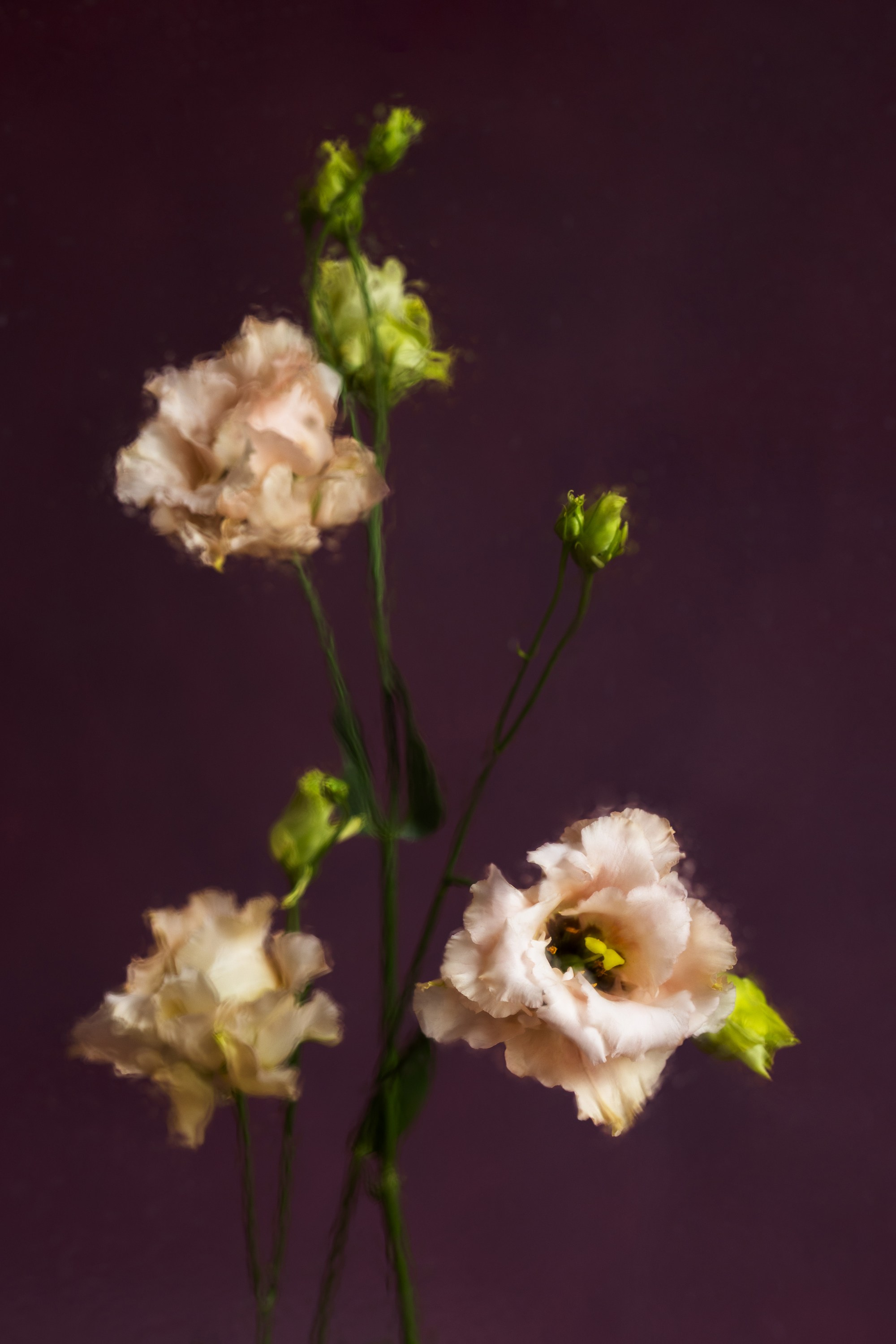 Botanical Still Lifes. Author’s fine art prints with international delivery