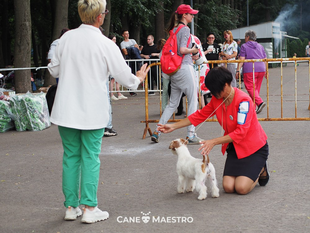 САС ЧРКФ Ruazan “REKS-2024” / CH ОАНКОО “Meshera-2024”. CANE MAESTRO — kennel Jack Russell Terrier