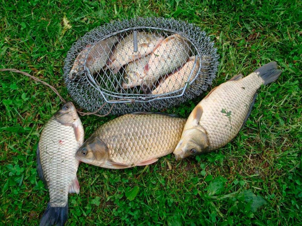 Время рыбалки в Шалово-парк. Оздоровительный комплекс Шалово-парк Серебряные ключи