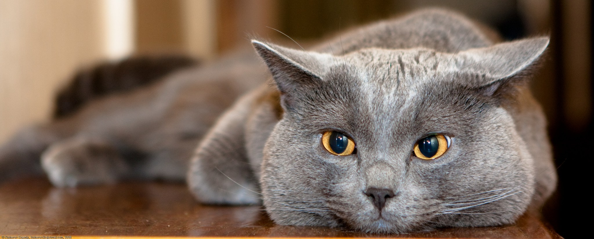 С новым годом!. Кучеров Евгений. Фотограф