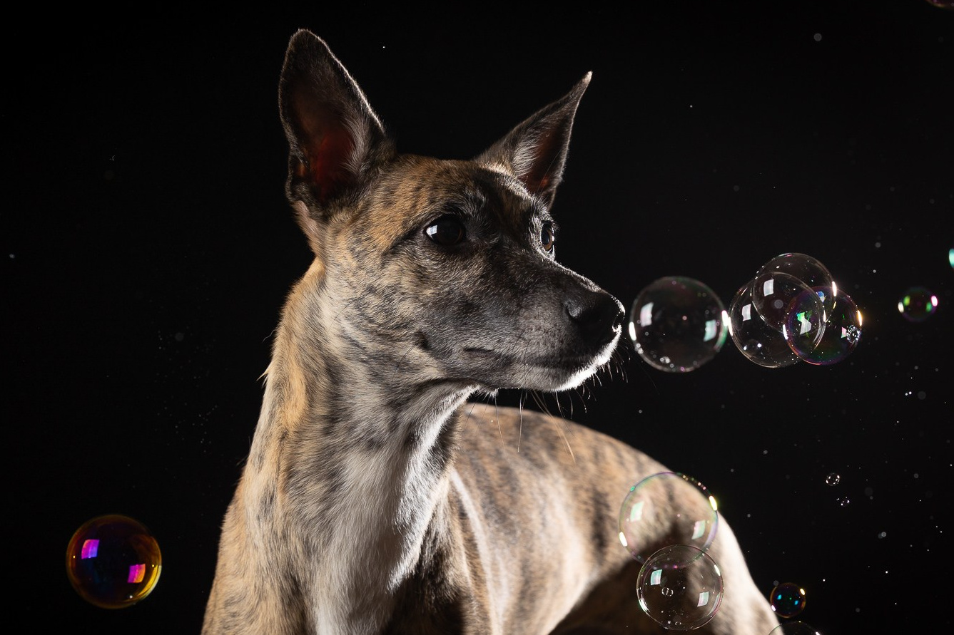 Приглашаю на студийные фото дни в феврале!. Фотограф-анималист Natalia Deingel | Фотосъемка собак в Москве