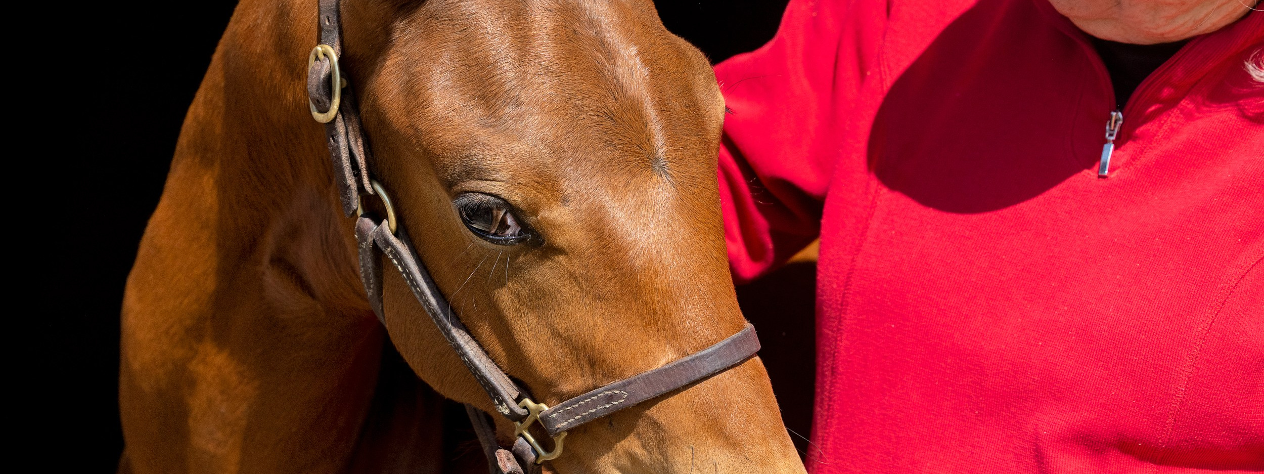 Liana Antanovich | Equestrian Strategies