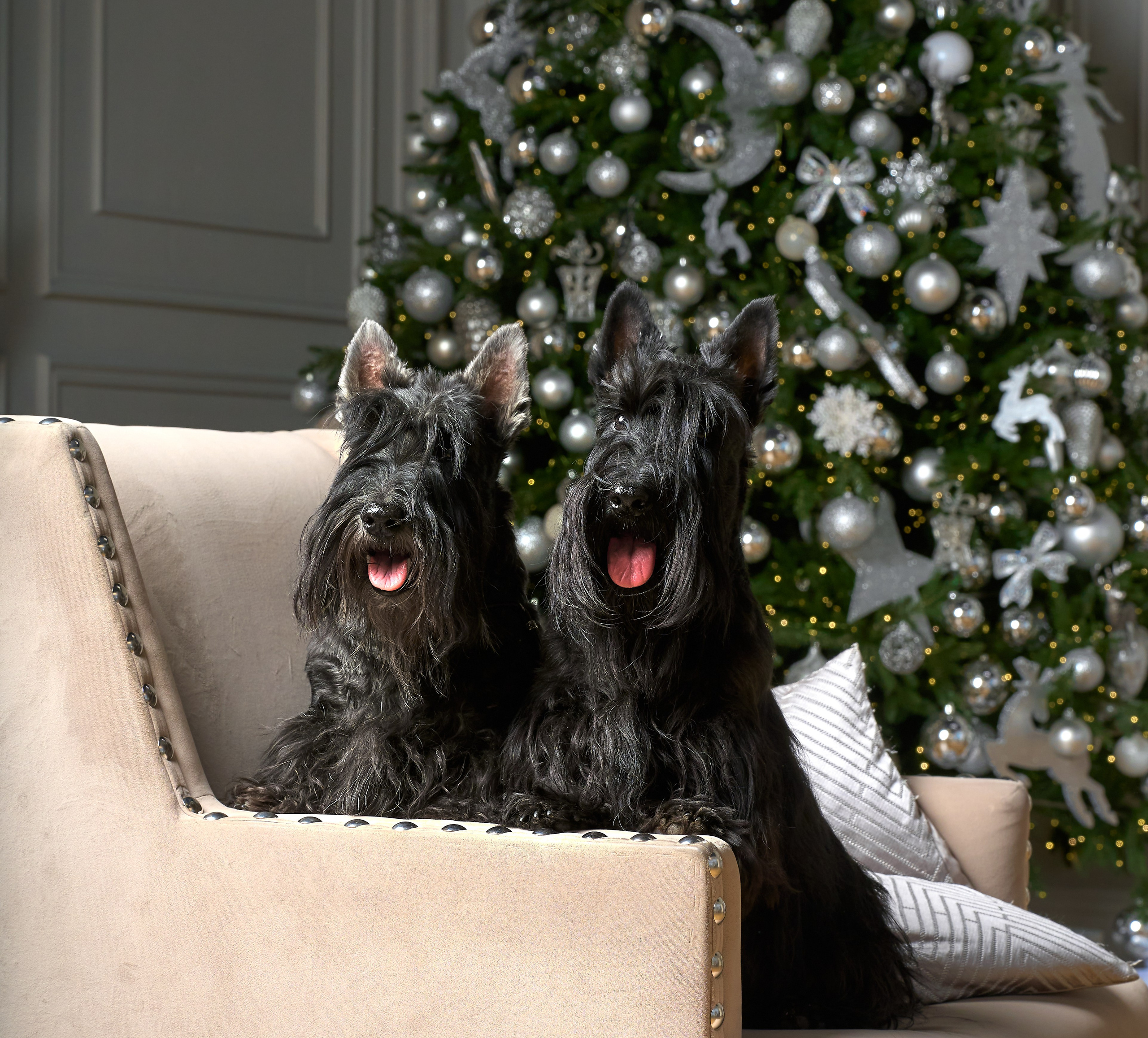 студии собаки новый год фотосессия животными