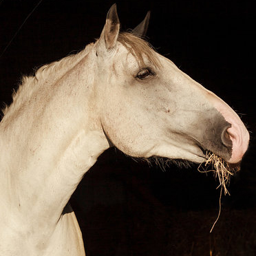 Наши лошади. КСК Тагир