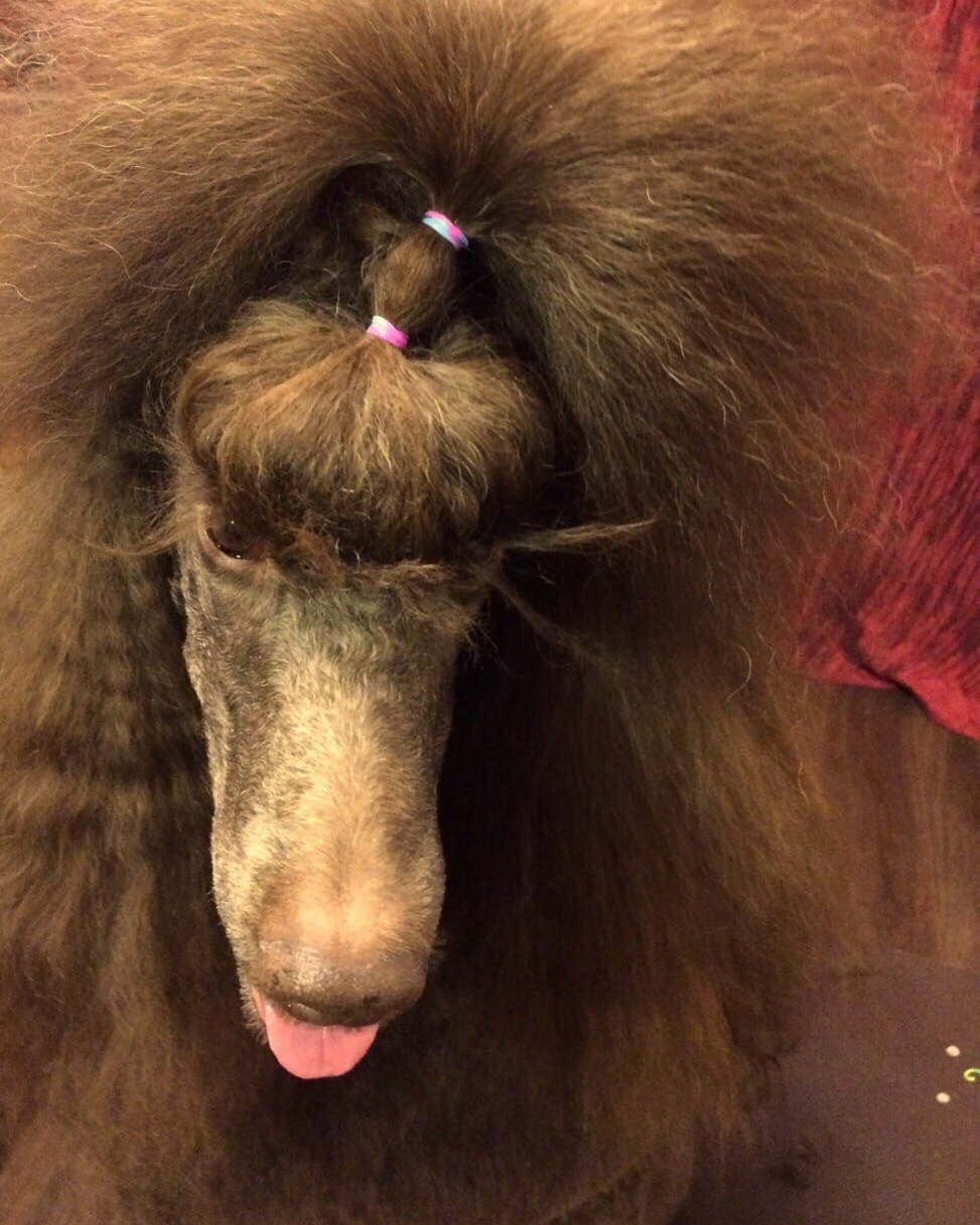 Новости. Питомник Больших Пуделей «Мое Соло»